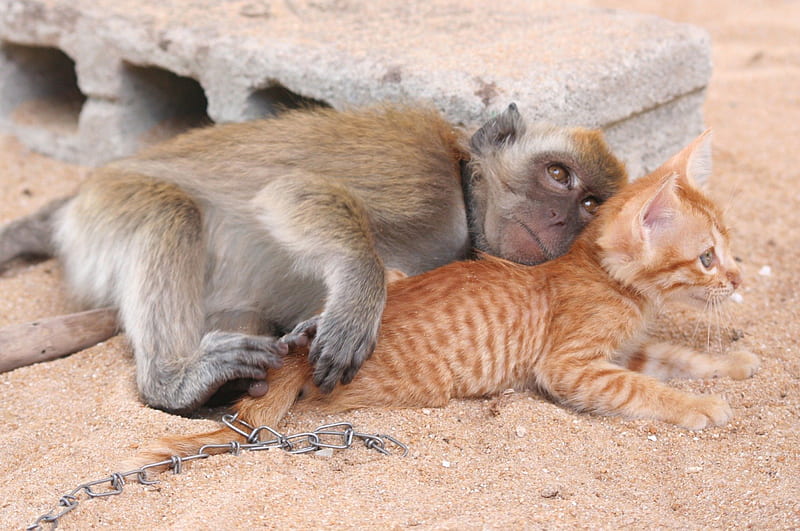Comforting eachother, cute, monkey, pet, sad, kitten, HD wallpaper