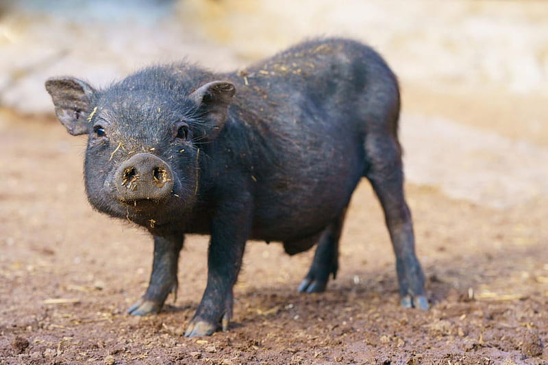 Pig on the loose at Colorado park, prompting some to wonder if feral pigs are here. News, Black Pig, HD wallpaper