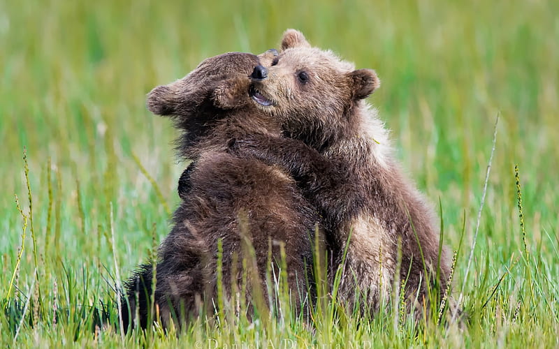 Bears, wild nature, small cubs, green grass, HD wallpaper