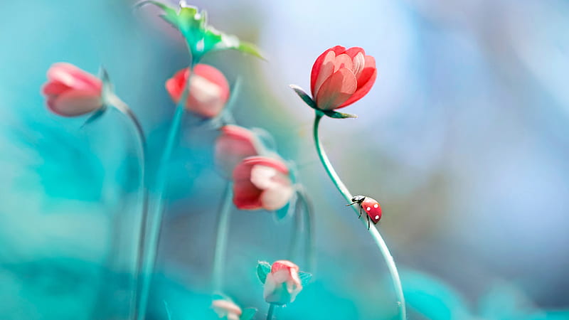 Ladybug On Pink Flower Anemones In Blur Blue Background Beautiful, HD wallpaper