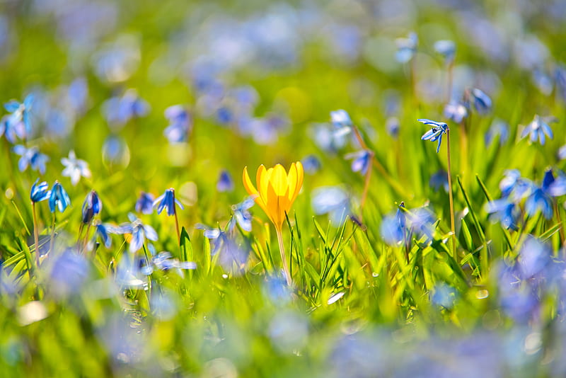 Flowers, Crocus, Blue Flower, Close-Up, Spring, Yellow Flower, HD wallpaper