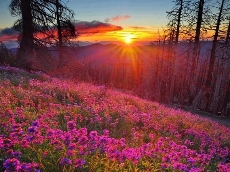 Set over the hills, hills, mountains, flowers, nature, sunset, meadow, HD wallpaper