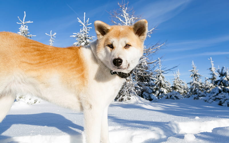 Akita, big dog, pets, Japanese dogs, winter, snow, japan, HD wallpaper