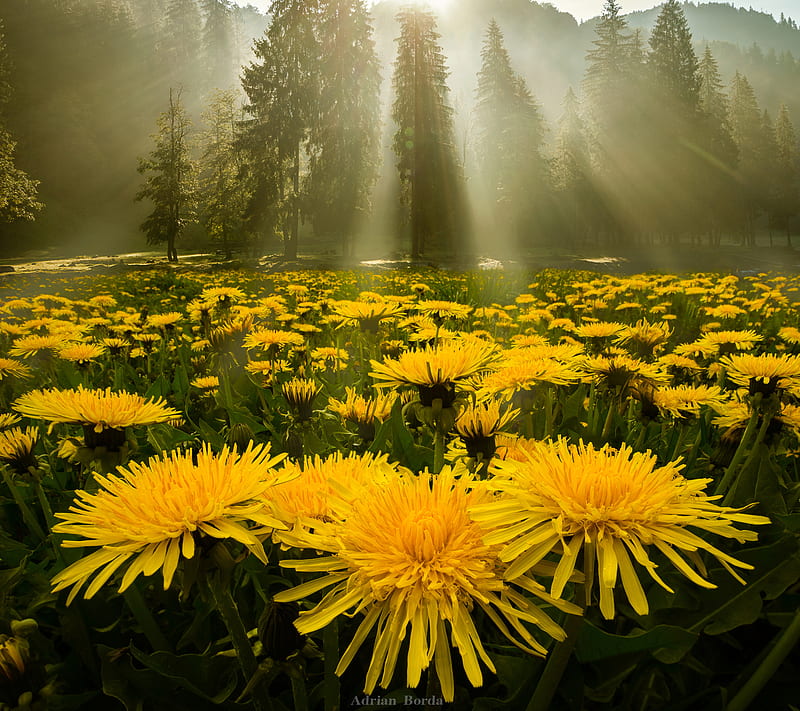 Morning Glory, dandelion, field, flower, landscape, nature, s4, samsung, sunrise, HD wallpaper