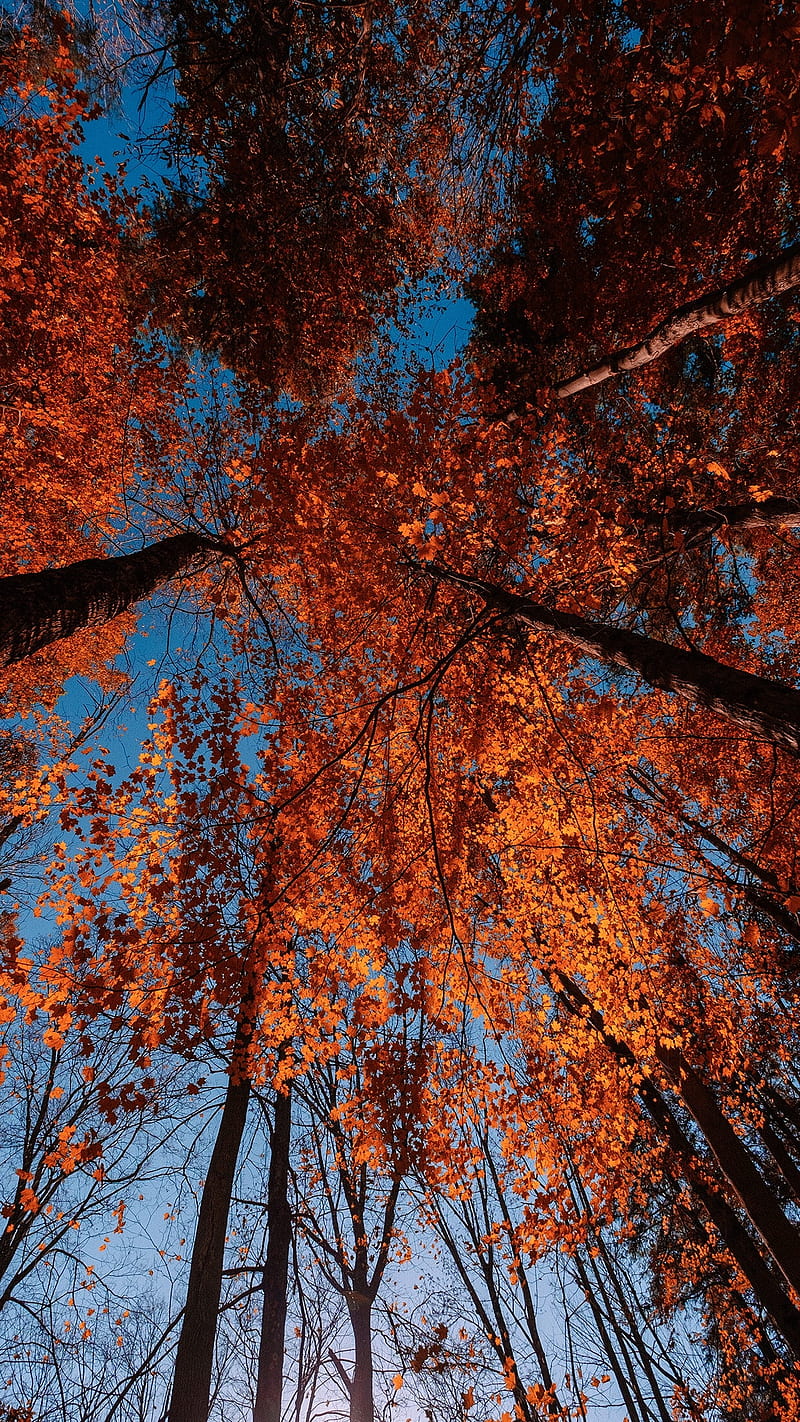 landscape, fall, trees, leaves, red leaves, orange, portrait display, vertical, HD phone wallpaper