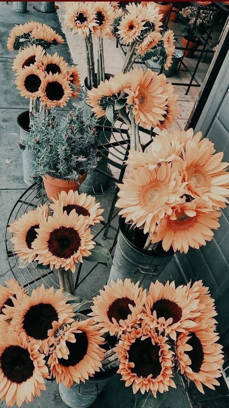 yellow flower, aesthetic, sunflowers, vintage, HD phone wallpaper