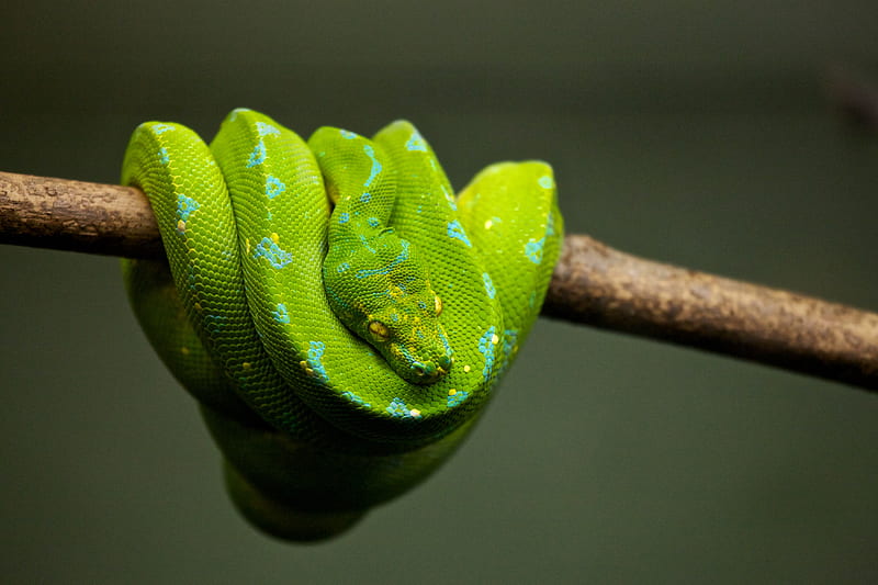 green snake on brown tree branch, HD wallpaper