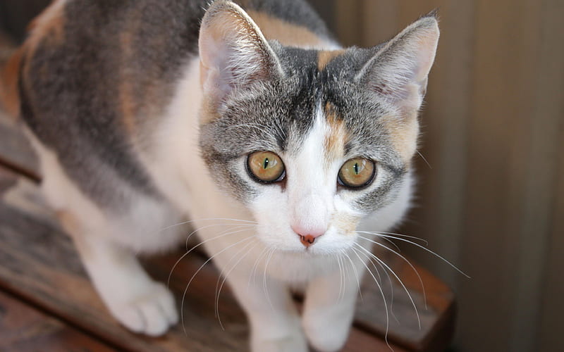 Aegean cat, 4к, pets, gray cat, Felis catus, HD wallpaper