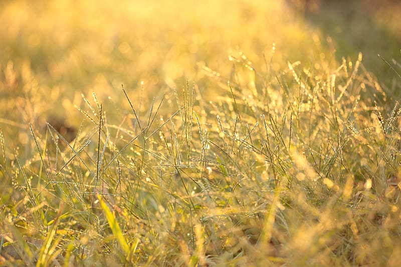 Grass, drops, dew, sunlight, macro, HD wallpaper | Peakpx