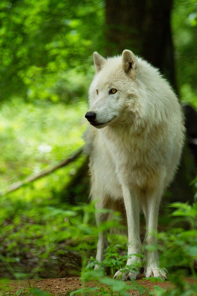 wolf, white, predator, glance, wildlife, HD phone wallpaper