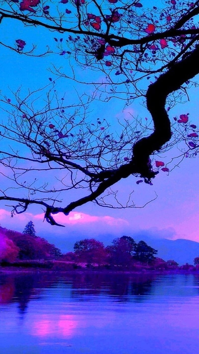 Purple sunset, land, tree, HD mobile wallpaper | Peakpx