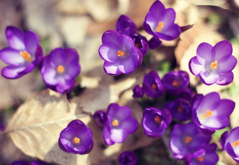 Crocus, purple, brown, flower, flowers, nature, HD wallpaper