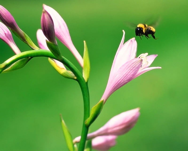 Bee Hovering, bee, plant, flower, day, bud, pink, stem, HD wallpaper