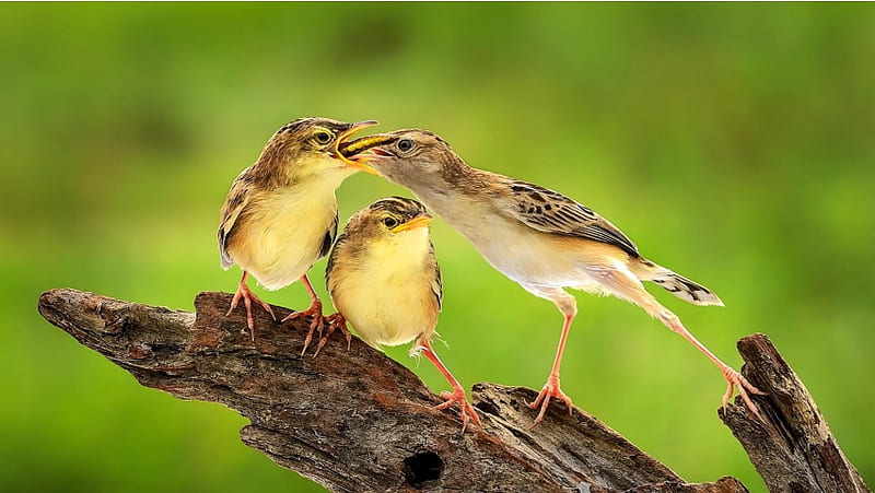 Bird Feeding Baby Bird, HD wallpaper