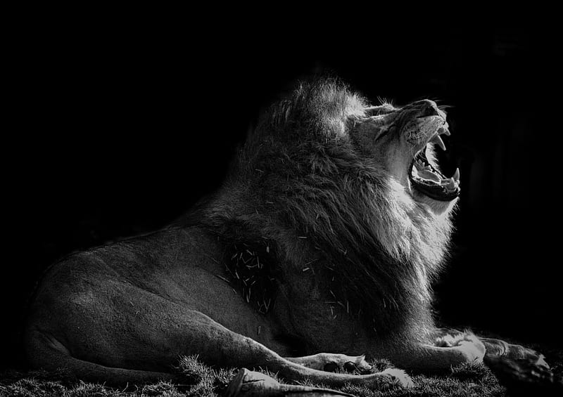 roaring black lion