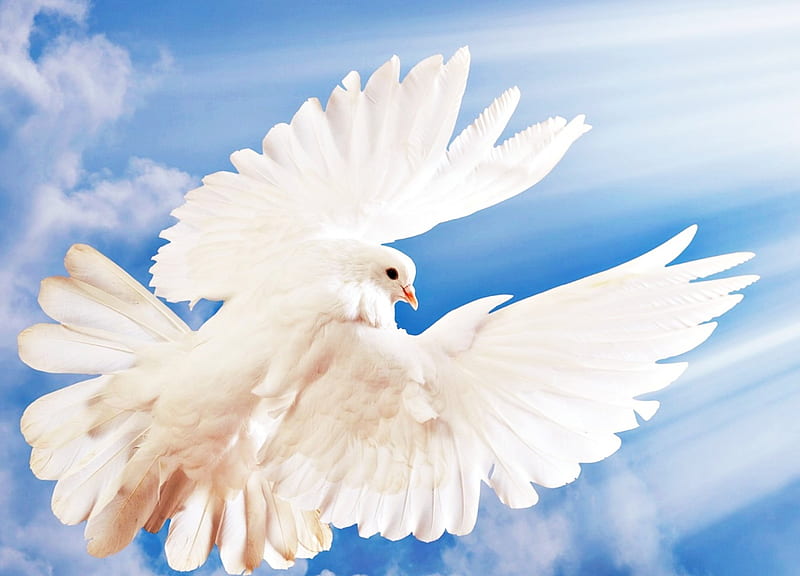 Pigeon, bird, dove, white, sky, blue, HD wallpaper