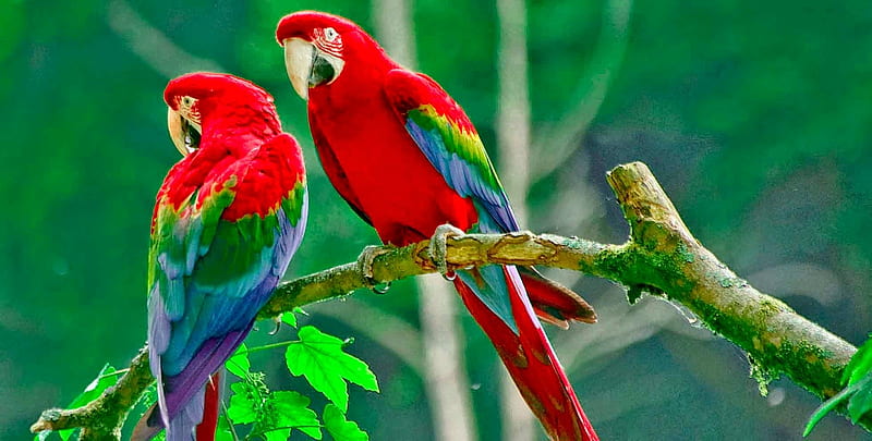 Rainbow Colored Macaws, bright, parrots, macw, two, green, HD wallpaper