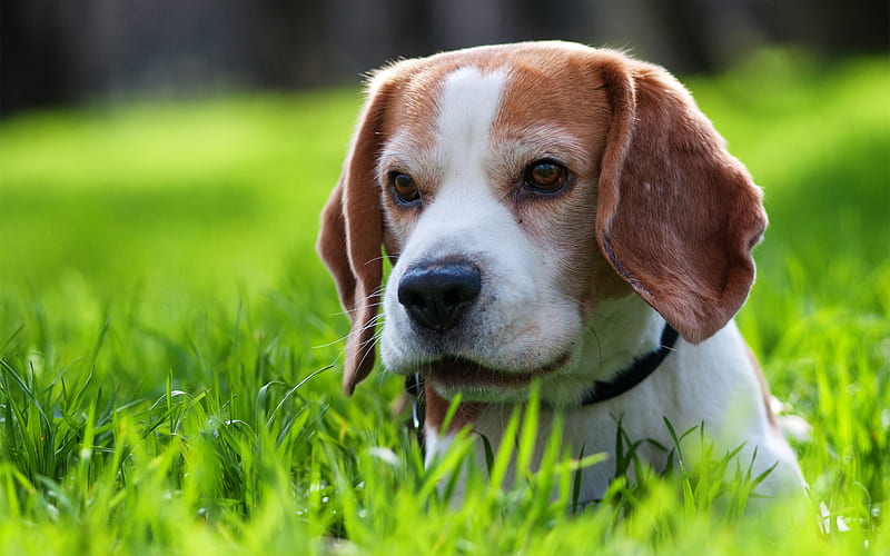 Beagle, bokeh, puppy, green grass, pets, dogs, cute animals, beagle in grass, Beagle Dog, small beagle, HD wallpaper