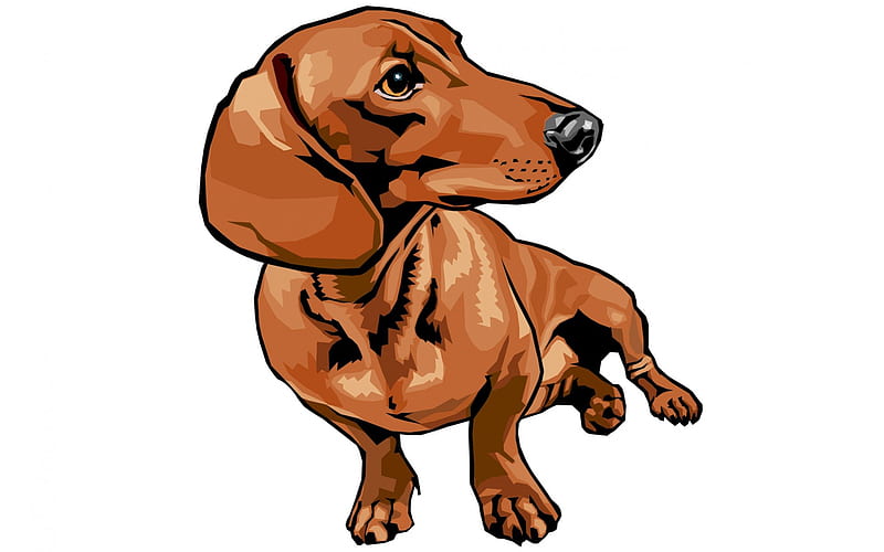 Dachshund drawing, cute, pet, drawing, dachshund, animals, dogs, dog, HD wallpaper
