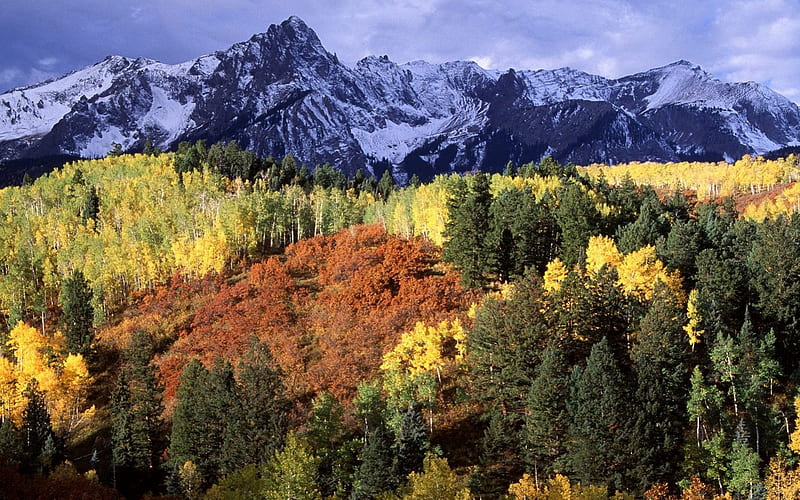 Autumn Forest, mountain, forest, autumn, snow, nature, white, HD ...