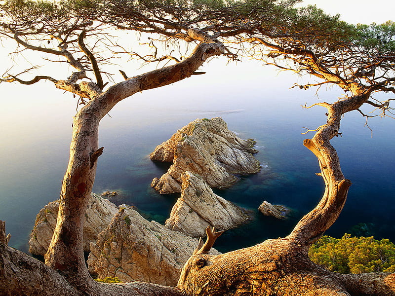 a place to grow, rocks, tree, ocean, HD wallpaper