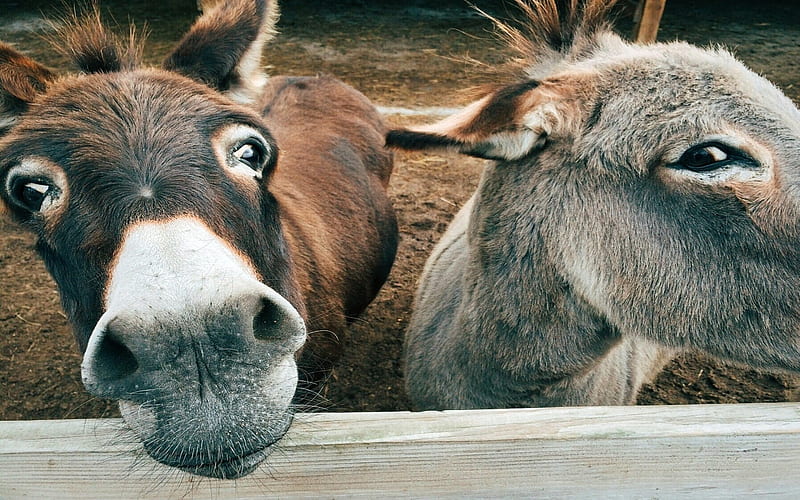 Brown And Grey Donkeys, gris, Brown, Donkeys, Animals, HD wallpaper