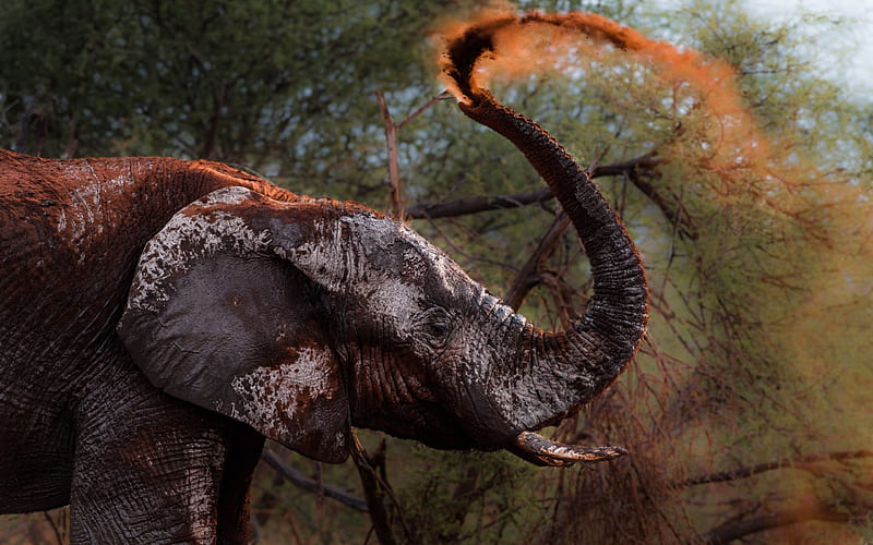 Elephant, Africa, protection from heat, mud, wildlife, big elephant, HD wallpaper