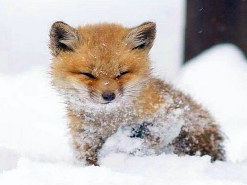 Baby Fox In Snow, Cute, Fox, Baby, Snow, Animals, HD wallpaper