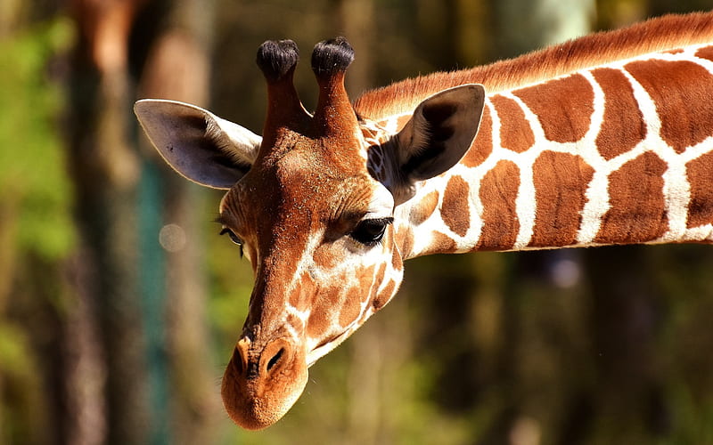 Giraffe, African animals, long neck, zoo, HD wallpaper