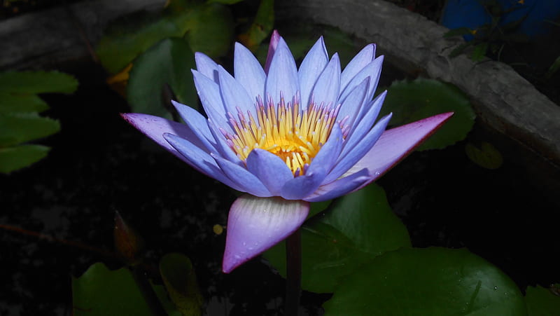 Blue lily, lily, blue, water lily, HD wallpaper | Peakpx