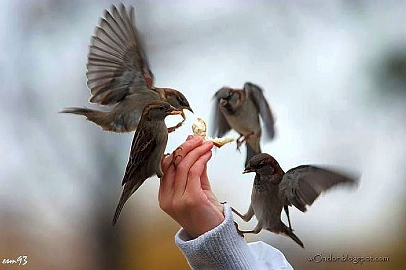 Birds Feeding, birds, feeding, cool, HD wallpaper | Peakpx