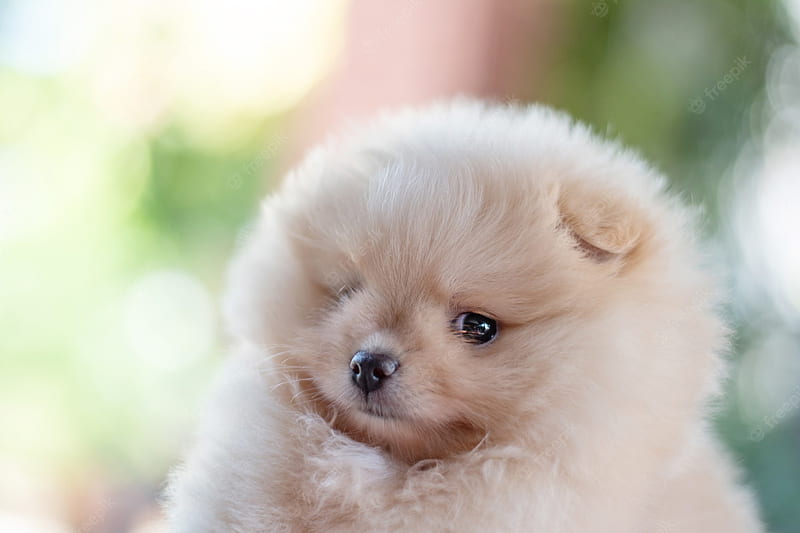 Premium . Small fluffy light brown pomeranian puppy dog looking to camera with copy space on bokeh background, Teacup Dogs, HD wallpaper