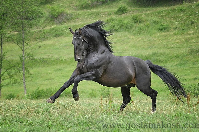 Silesian Stallion, warmblood, poland, black, polish, silesian, horses, HD wallpaper