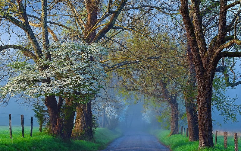 morning mist, spring, road, HD wallpaper