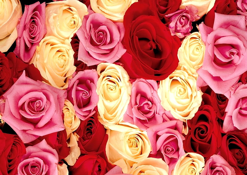 Roses for Areeba(areebanazz), red roses, red, rose, yellow, bonito, red rose, yellow flowers, flowers, yellow rose, pink, pink flowers, yellow flower, red flower, roses, pink roses, yellow roses, pink rose, red flowers, flower, nature, pink flover, HD wallpaper