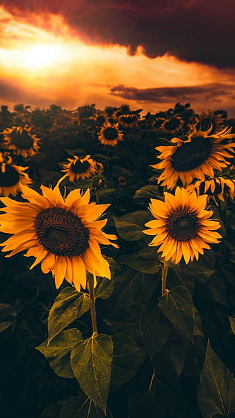 Share 70+ aesthetic sunflower wallpapers - in.cdgdbentre