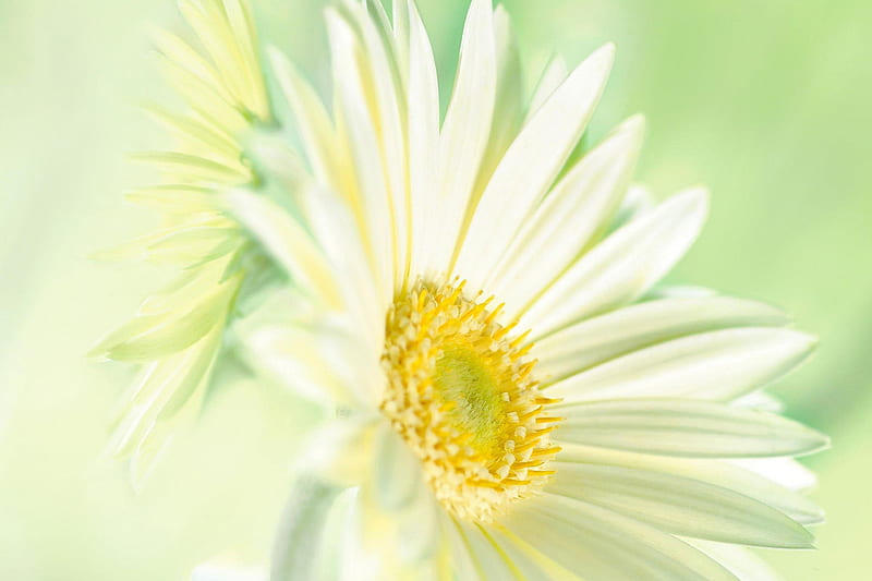 *** White flower ***, flower, flowers, margaritas, nature, white, HD wallpaper