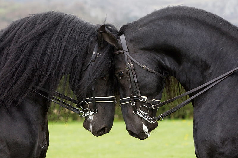 Together Again, draft horse, dutch, friesian, black, holland, horses, HD wallpaper