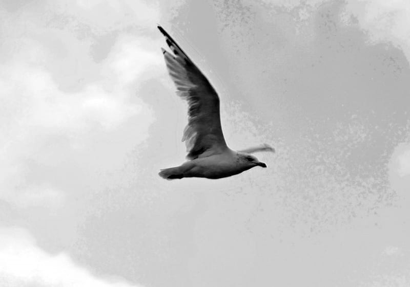Fly High Old Swan, white swan, fly high, big sawn, swan, HD wallpaper