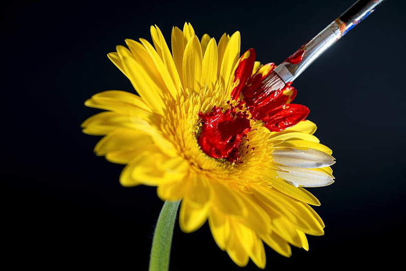 gerbera amarilla ***, gerbera, naturaleza, flor, amarillo, flores, Fondo de  pantalla HD | Peakpx