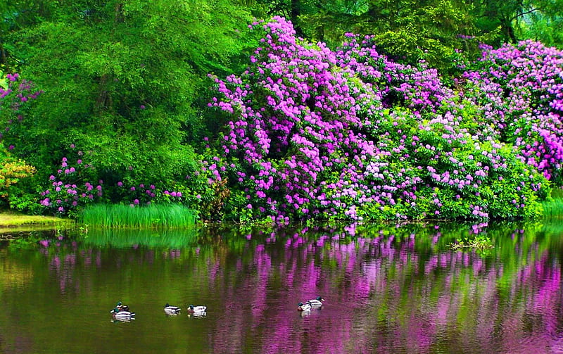 Garden pond, shore, ducks, bonito, mirrored, nice, bush, river, reflection, greenery, lvvely, spring, park, trees, lake, pond, water, summer, garden, flowering, nature, HD wallpaper