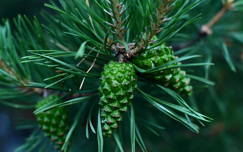 Cones pine, cone, tree, needles, green, pine, macro, fir, branch, HD wallpaper