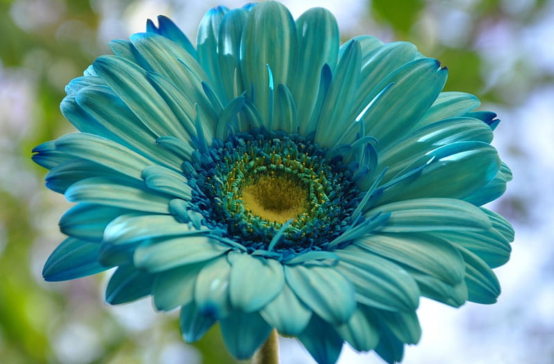 Gerbera exótica, encantador, flor, gerbera, color, azul, Fondo de pantalla  HD | Peakpx