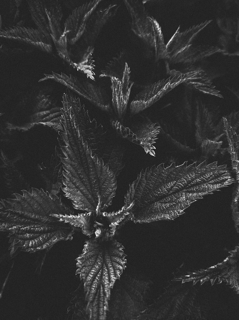 nettle, plant, leaves, macro, black and white, bw, HD phone wallpaper