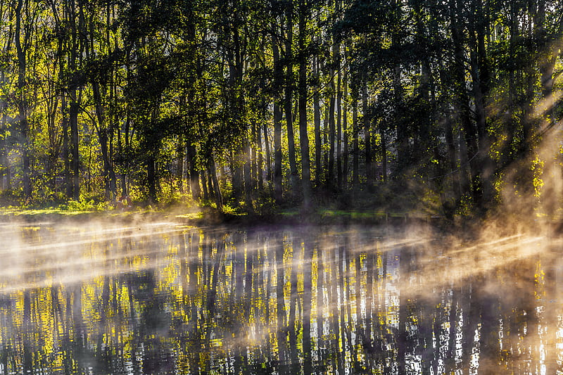 lake, trees, fog, light, rays, morning, HD wallpaper