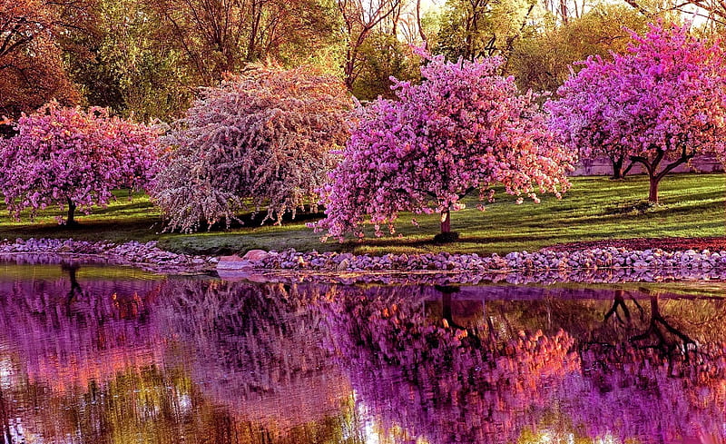 Spring Pink Blossom Trees Ultra, Seasons, Spring, Pink, Trees, Lake, Blossom, HD wallpaper