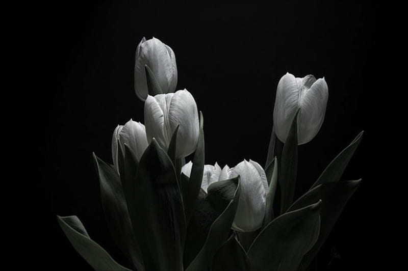 Tulips in BW, black and white, flowers, tulips, dark, HD wallpaper