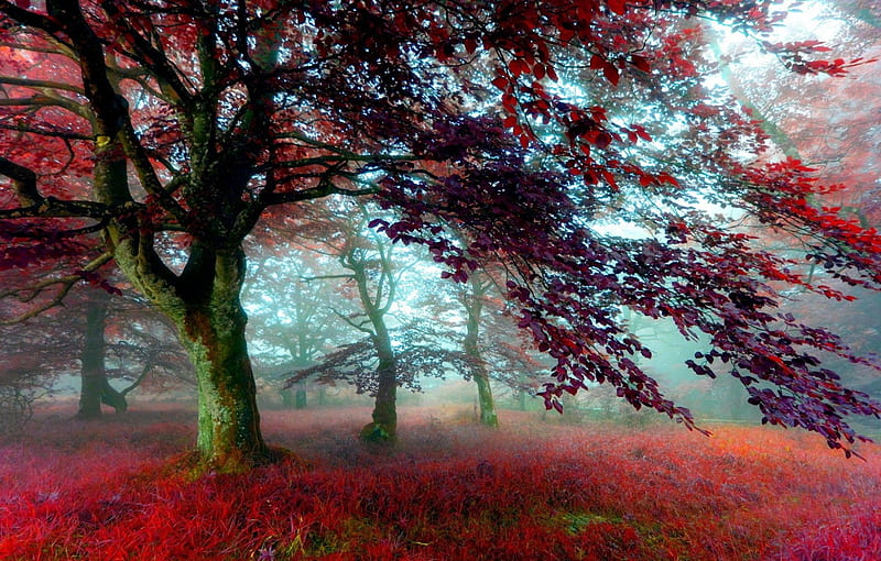 Red Forest, toamna, si, are frumusetea, ei, HD wallpaper