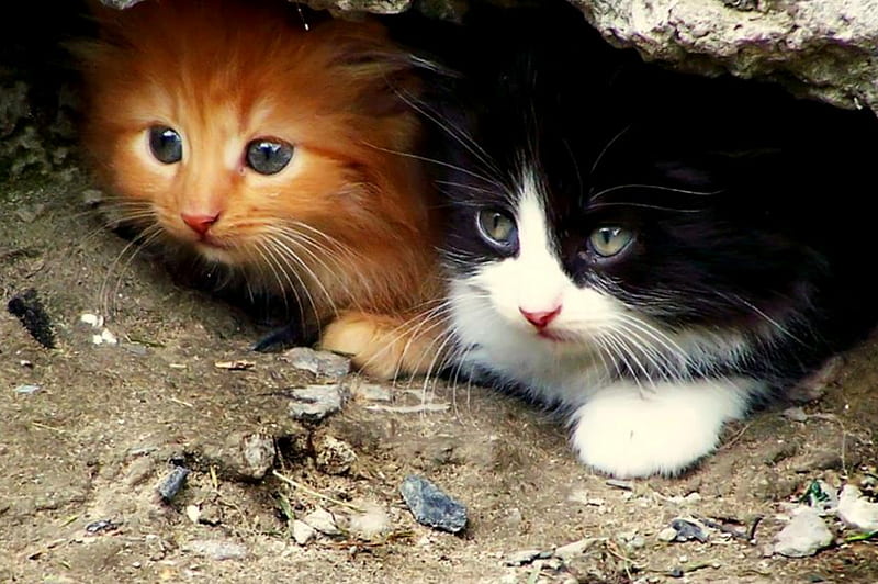Peek A Boo, hiding, orange tabby, kittens, concrete, black and white kitten, HD wallpaper