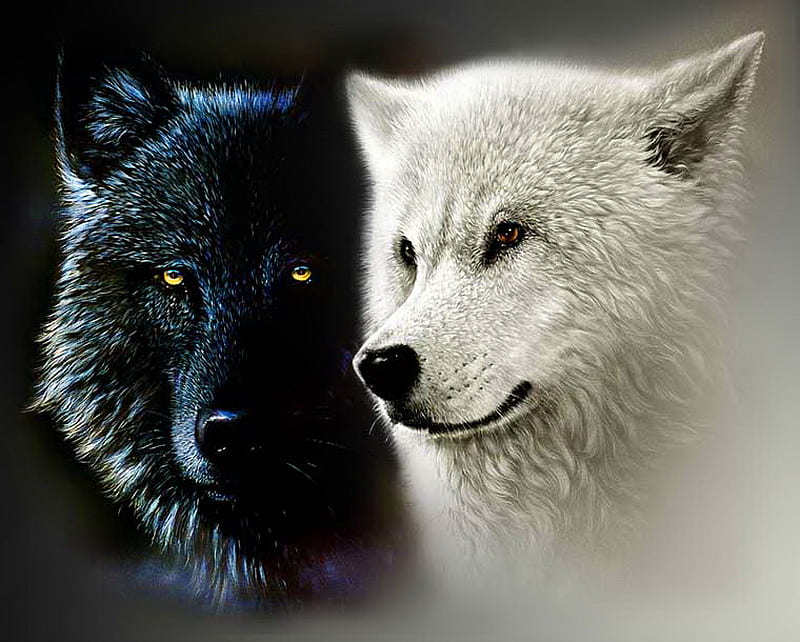 Black and white, wild, black, bonito, hunters, white, wolves, pair, HD wallpaper